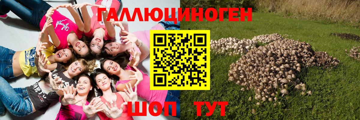 Кашира  что такое наркотик  Галлюциногенные грибы прущие грибы  Вход с VPN  Псилоцибиновые грибы Psilocybe 